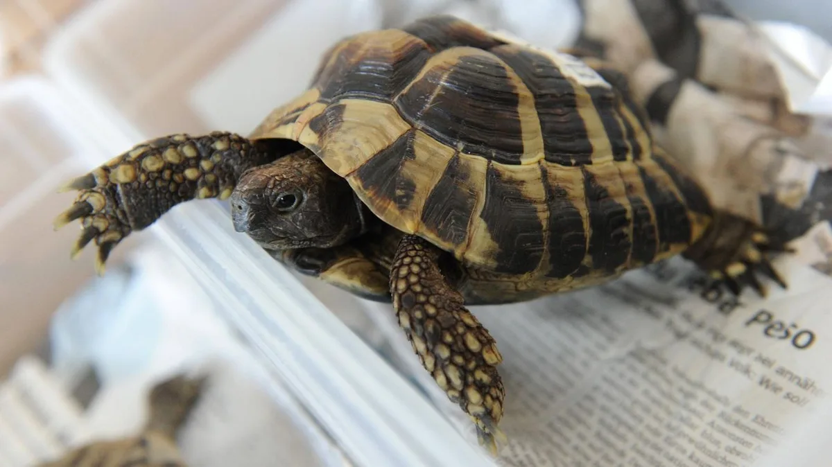 Tiere: Warum Ihre Schildkröte im Winter in den Kühlschrank gehört