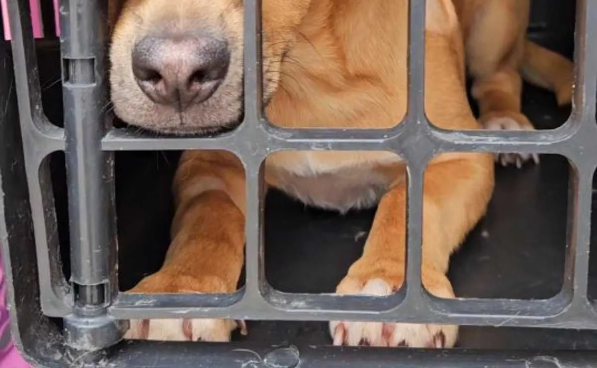 Candidata é investigada por desvio de R$ 1,67 milhão de ONG de proteção animal, e nega envolvimento