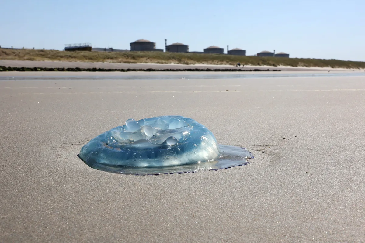 Méduses, "fish disco" et rideau de bulles : comment le nucléaire s'adapte aux animaux aquatiques