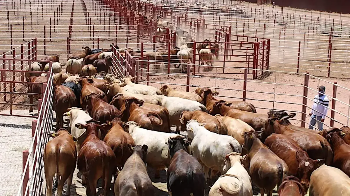 CNOG trabaja con Coahuila para reactivar exportación de ganado por Acuña lo más pronto posible