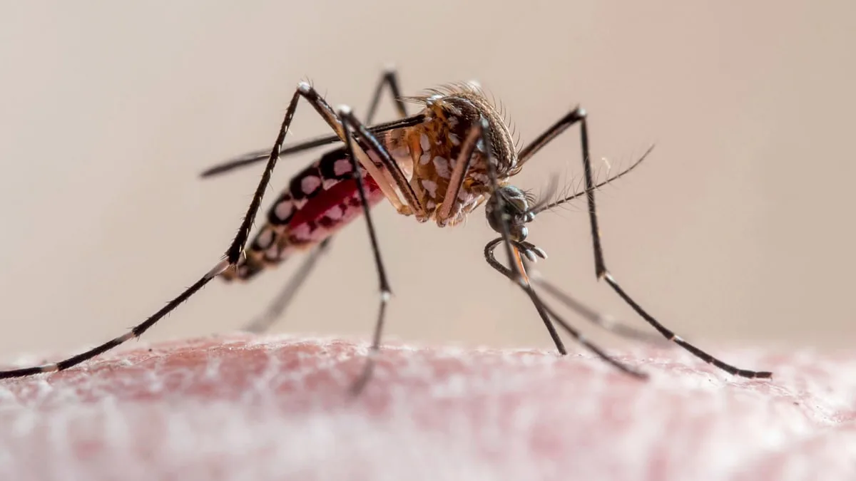 Flughafen-Mitarbeiter in Frankfurt stirbt an Malaria – RKI spricht von „sehr seltener“ Infektion