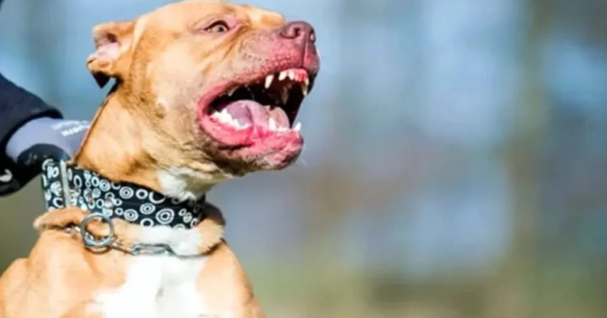 Tragedia en Moreno: un perro pitbull mató a un nene de 4 años y detuvieron a su madrina que estaba a cargo