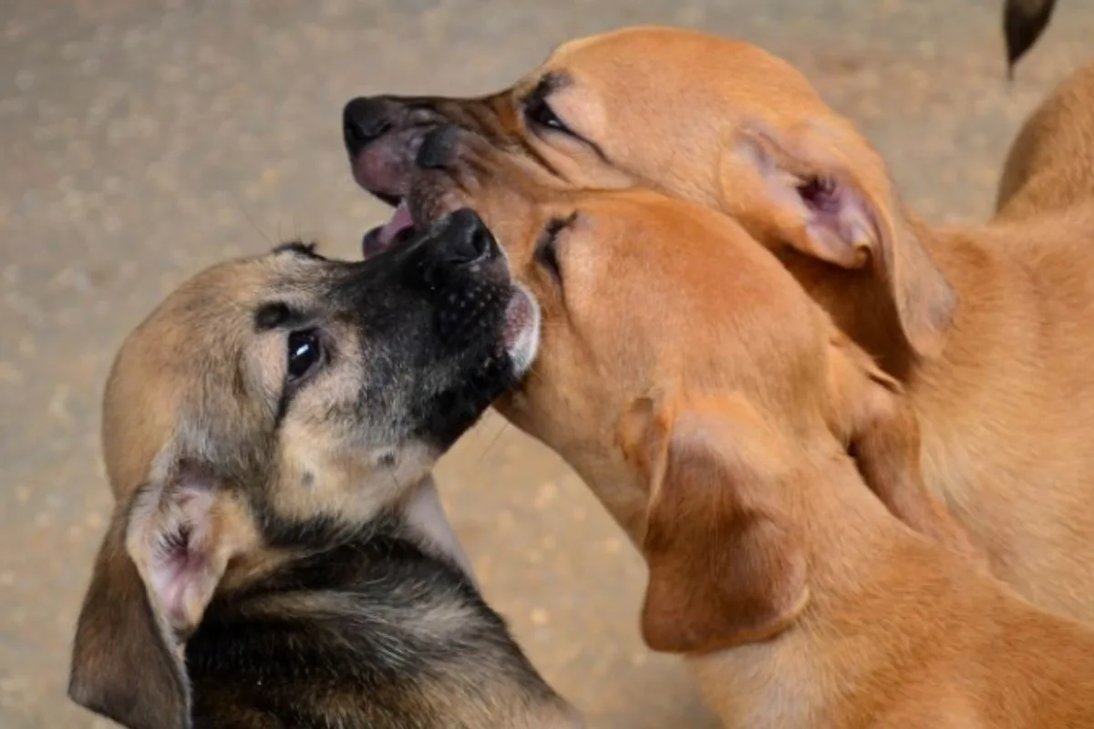Tutores poderão levar cães e gatos para vacinação antirrábica gratuita neste sábado (15) em Cuiabá; veja locais