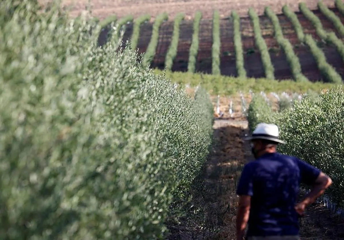 Precios a la baja del aceite de oliva en Córdoba por la entrada de producciones desde Túnez