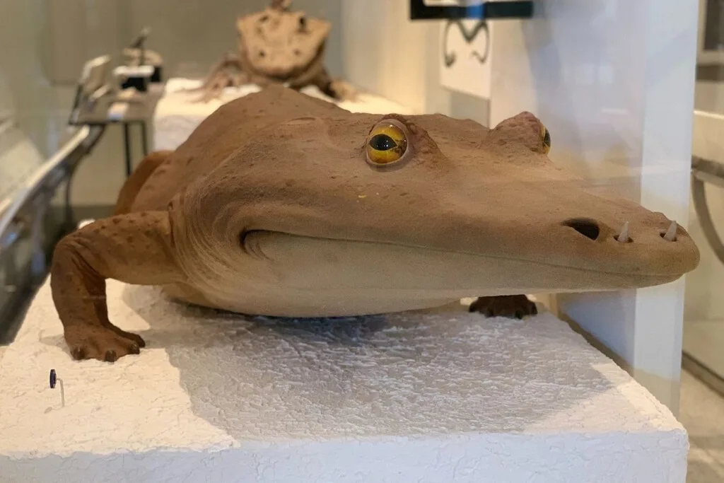Parece un cocodrilo, pero era un gigantesco anfibio que aterrorizó las aguas hace 240 millones de años