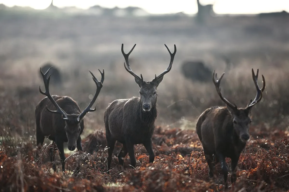 Stag shot dead after man injured during a picnic in Richmond Park