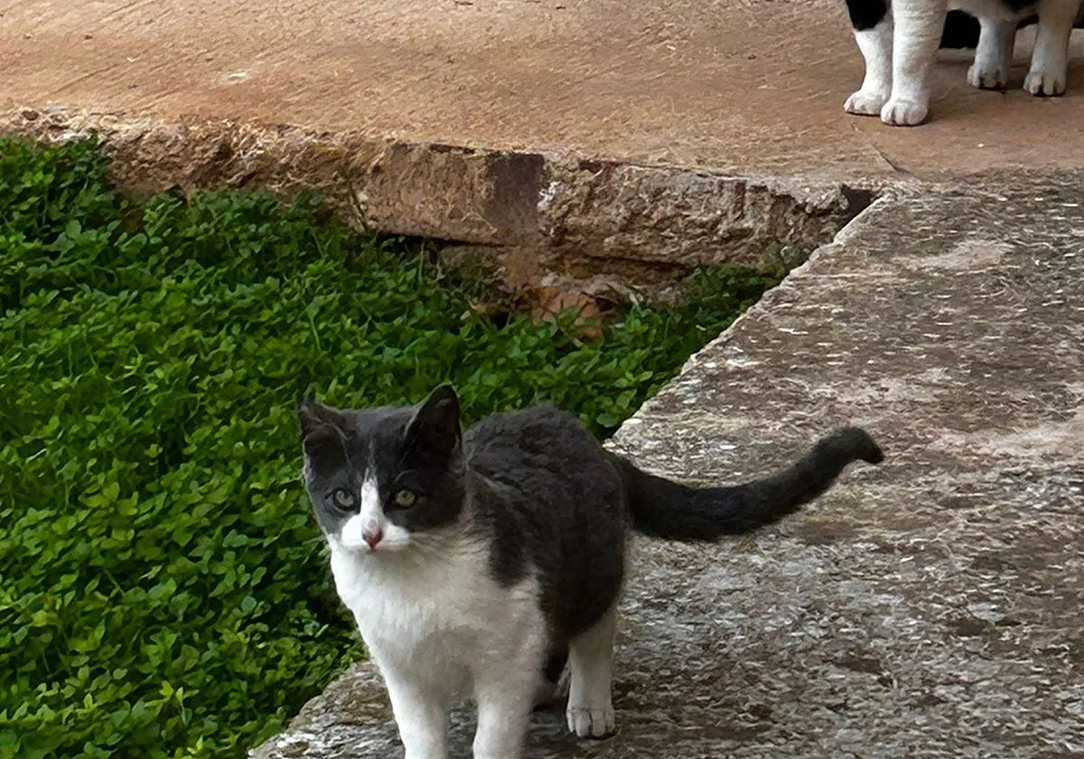 Valdepeñas denunciará al hombre que explica en un vídeo que ha matado a decenas de gatos
