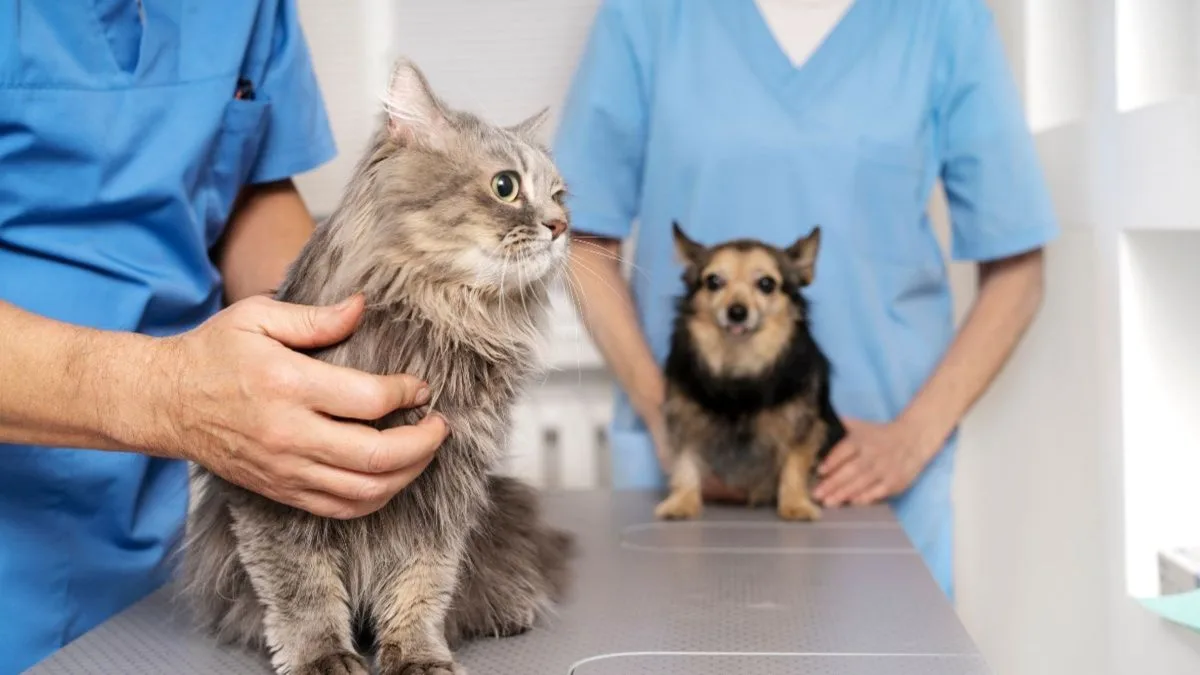 Mutirão oferece 300 vagas em castrações de cães e gatos e promete superar 7,5 mil de cirurgias em 12 meses na Grande Florianópolis