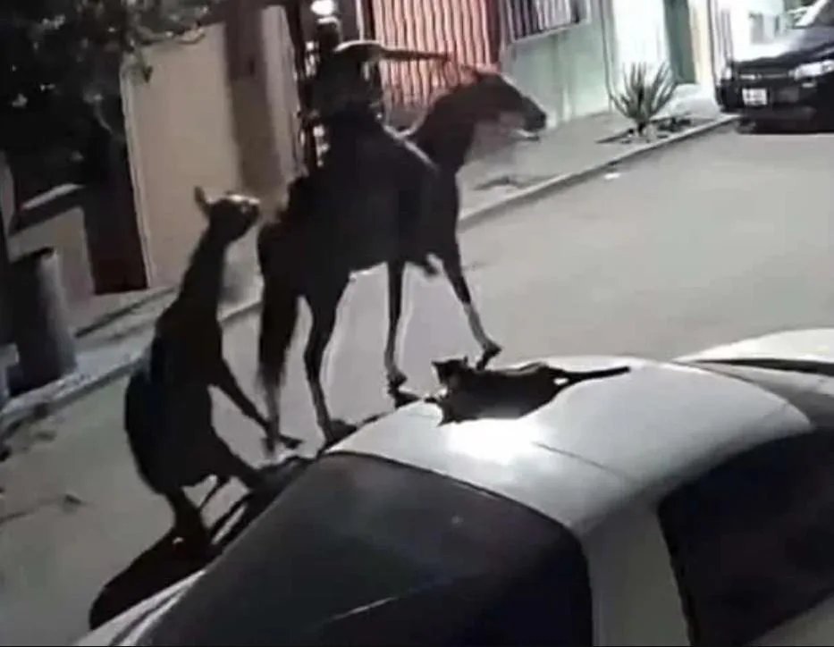 Joven arrastra un potrillo en Sabinas, Coahuila; piden investigar posible maltrato animal
