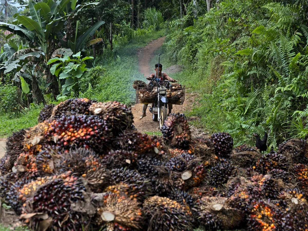 Southeast Asia braces for record El Niño-driven food crisis