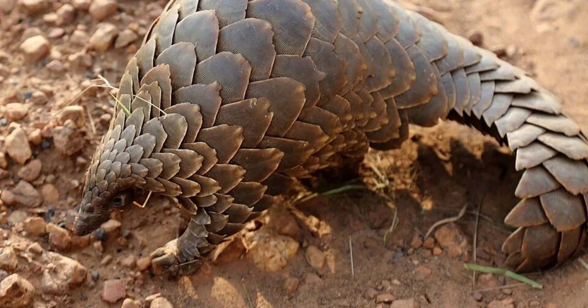 Tiene escamas, es el mamífero más traficado del mundo y está en peligro de extinción: la dramática realidad del pangolín