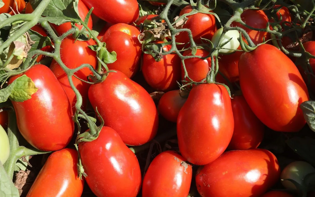Cidade de Goiás com cerca de 20 mil habitantes se torna a maior produtora de tomate do Brasil, diz IBGE