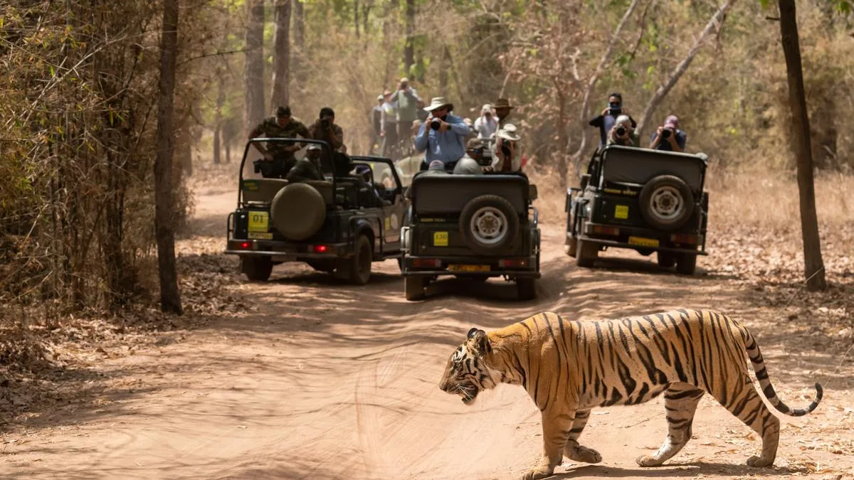 Can wildlife thrive in India without active human intervention?