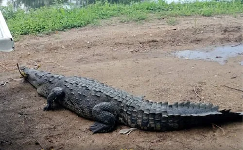Reubican a cocodrilo de 2.30 metros hallado en Zona Diamante de Acapulco; es llevado al arroyo Colacho