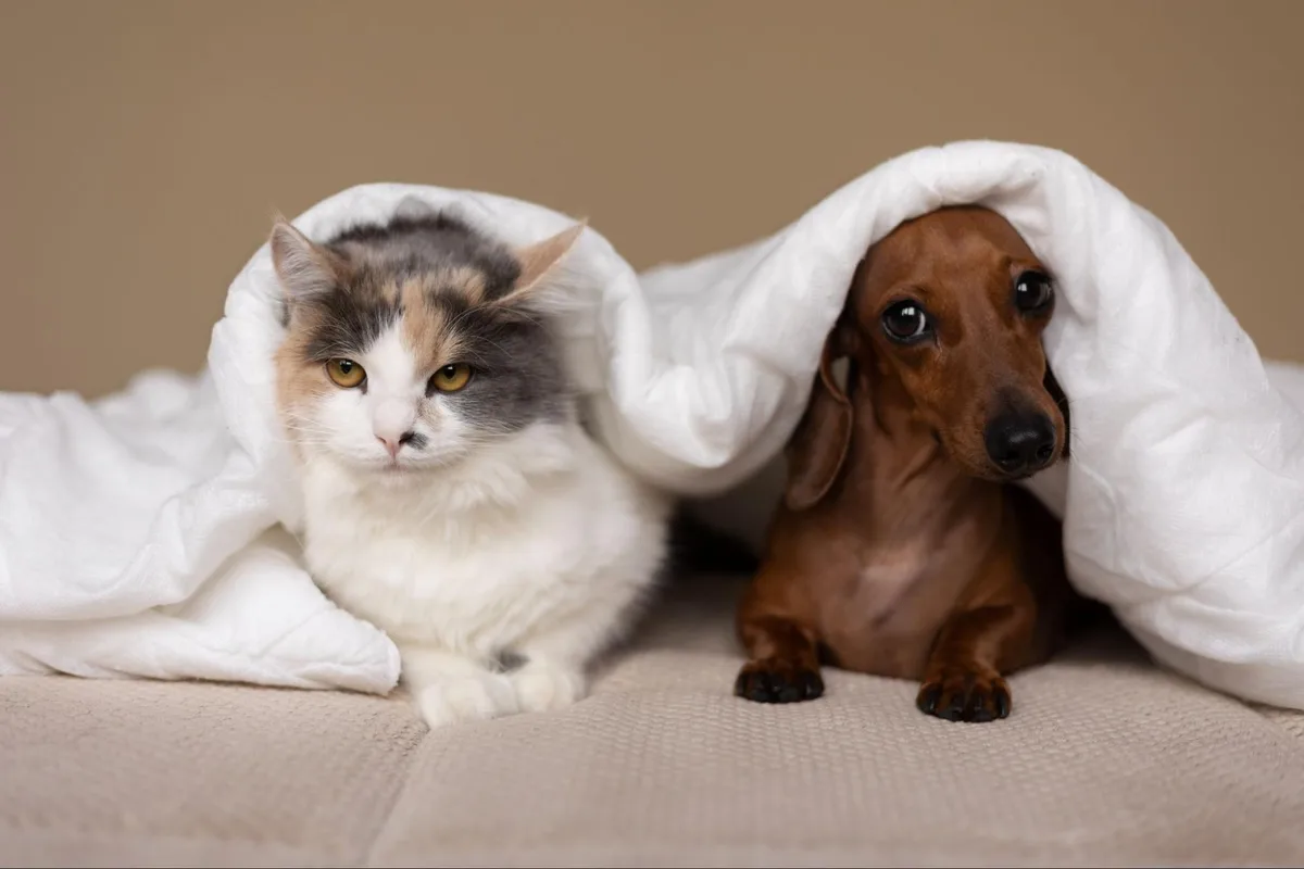 "Sexto sentido” pet: como animais podem identificar emoções e doenças