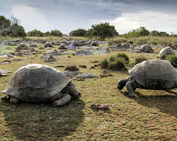Seychelles giant tortoise numbers hit record 180,000 in conservation triumph
