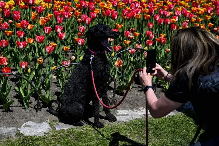 Dogs understand human emotions through facial expressions: study