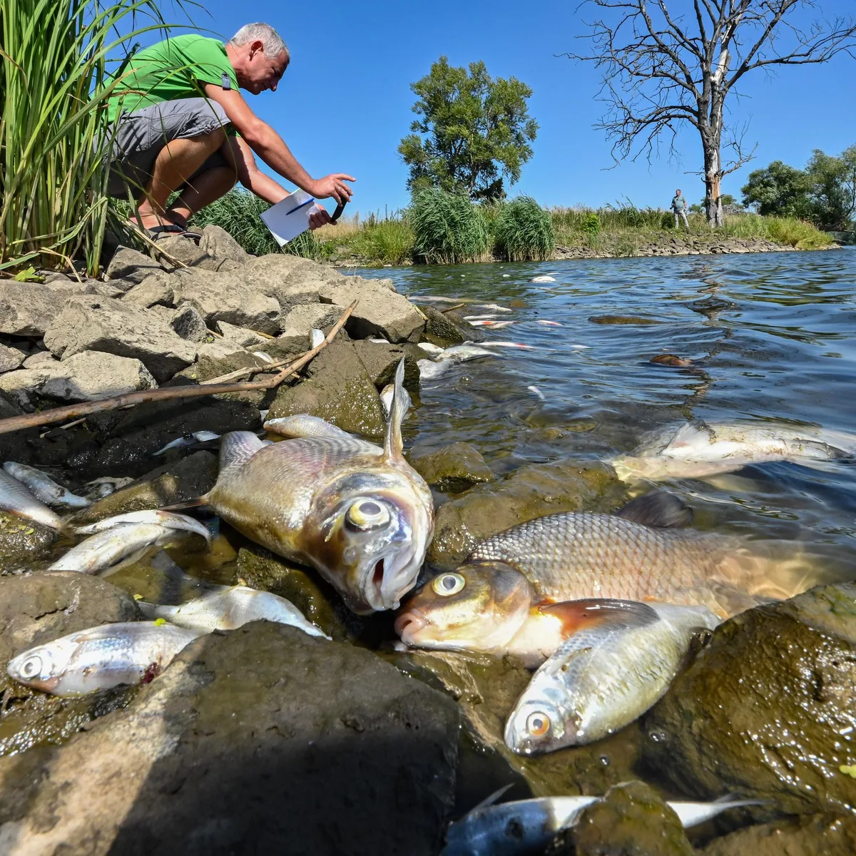 Fischsterben in Oder-Nebengewässer - Polen kämpft gegen Ausbreitung der giftigen Goldalge