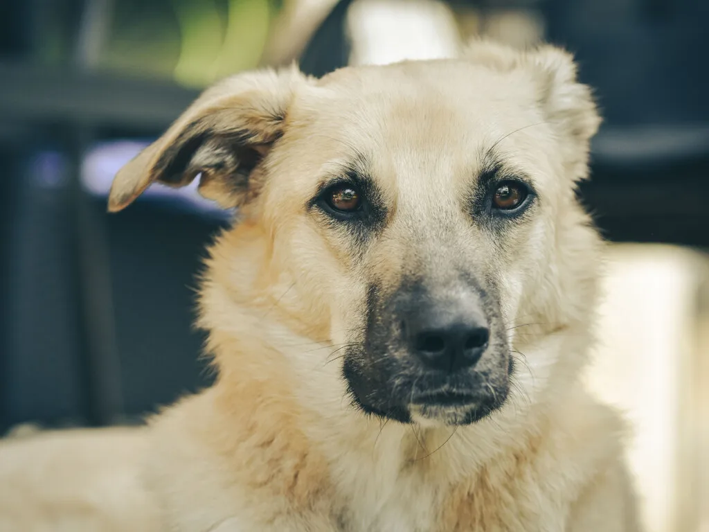 Mientras en México es normal ver perros en azoteas, este país ya tiene multas millonarias