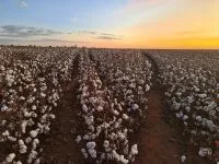 Grupo mexicano Bimbo amplia hectares de agricultura regenerativa no Brasil