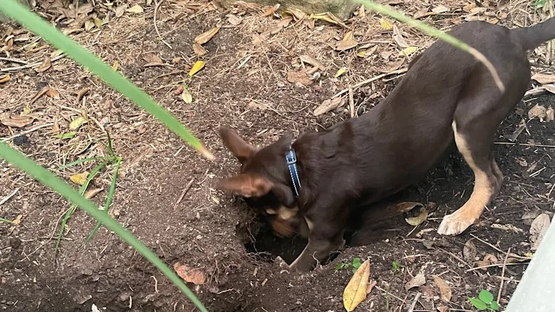 A pat excuse: When humans ignore me, it leaves me gutted
