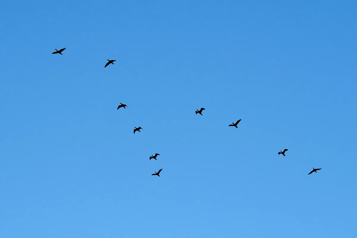 Informe de BirdLife revela que casi la mitad de las especies de aves migratorias del mundo está en declive