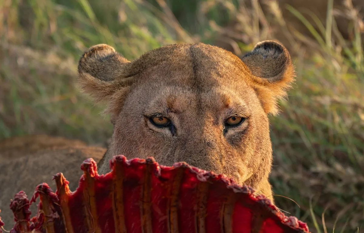 Tanzanie : Mort de dix lions dans une réserve naturelle après avoir ingéré du poison