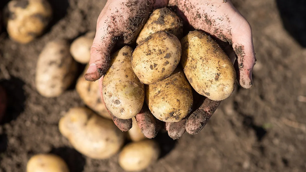 Subida de preços à vista: Europa enfrenta escassez de batata após ondas de calor destruírem 3,1 milhões de toneladas