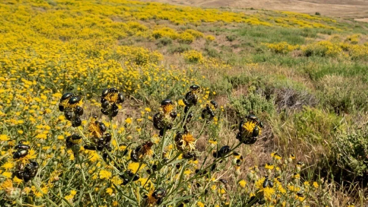 California’s toxic yellow weed covered 2.34 million acres until beetles fought back