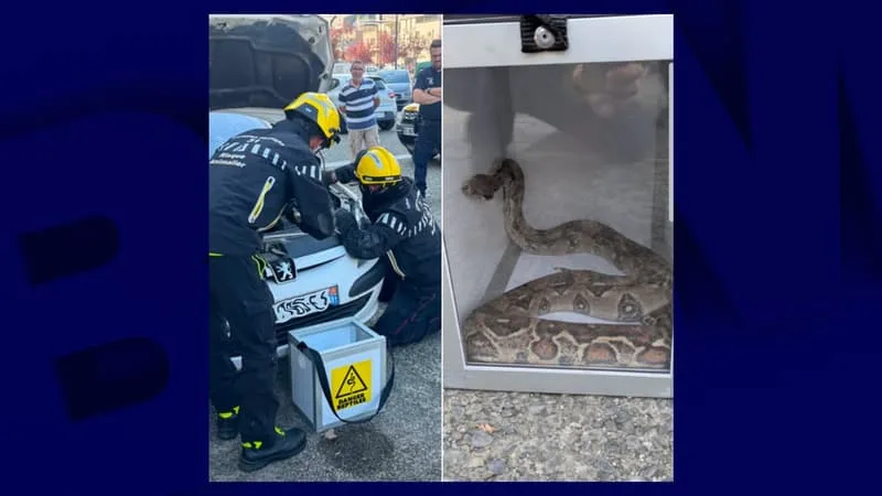 Un boa constrictor d'1m50 découvert dans le capot d'une voiture près de Toulouse, cinq pompiers mobilisés