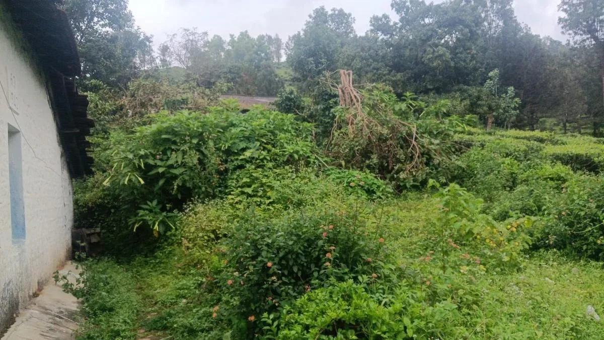Leopard attacks five-year-old boy near Valparai