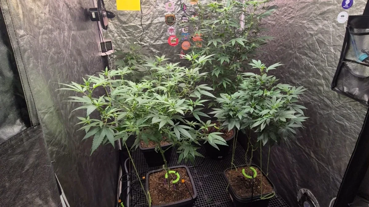 Polícia desarticula laboratório de cultivo de maconha montado em comércio em Fortaleza