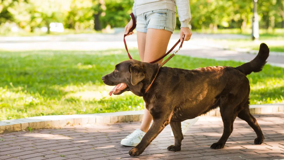 Un estudio dice que hay que ver caminar a los perros y observar si se reduce el largo de los los pasos en las patas delanteras