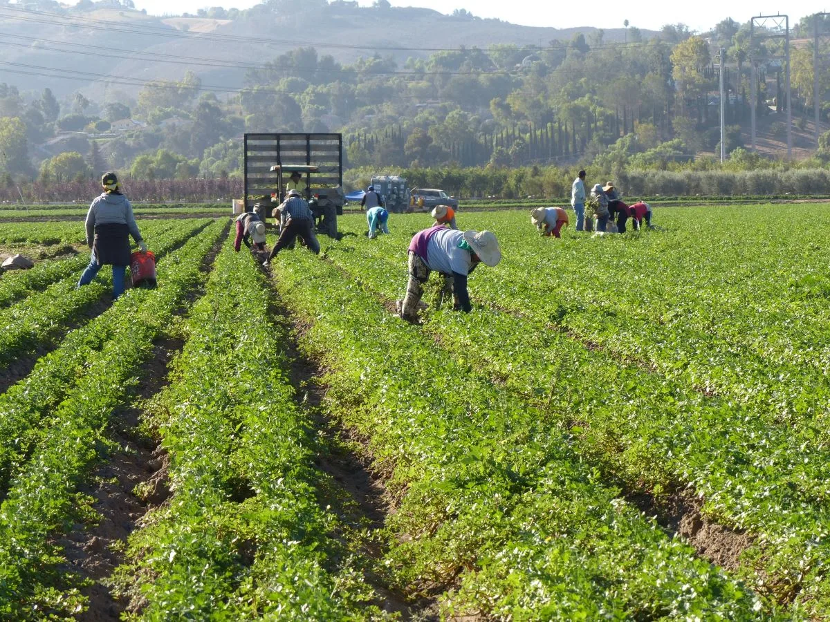 Defesa agropecuária: proteção de um setor capaz de alimentar o mundo todo