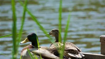 La préfecture du Loiret refuse le report de la chasse au gibier d'eau demandé par la Ligue pour la protection des oiseaux malgré l'épisode de sécheresse qui touche le département
