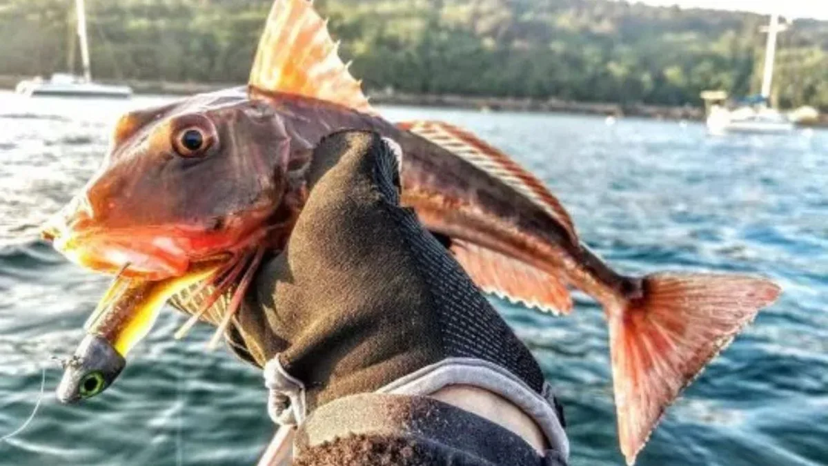 Peixe caminha com seis patas, ‘prova’ a areia para encontrar comida e ainda emite um som parecido com o coaxo de um sapo quando é capturado