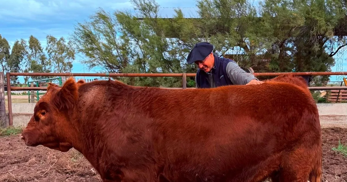 "Puede hacer historia": se vendió el 50% de un toro por un precio récord de $300 millones