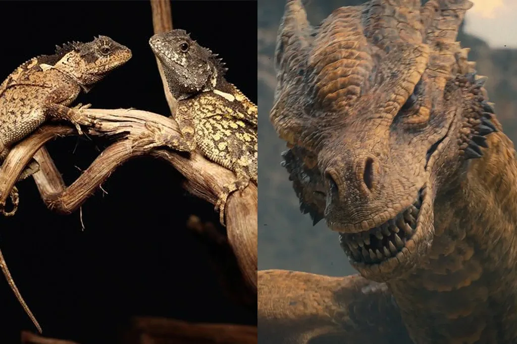 Nova espécie de lagarto é nomeada em homenagem a dragão de “House of the Dragon”