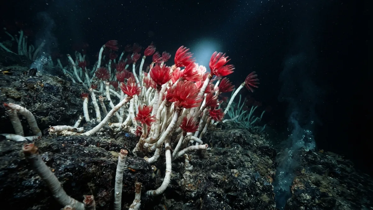 Existem vermes de 2 metros vivendo ao redor de vazamentos no fundo do mar que podem permanecer no mesmo lugar por mais de 200 anos