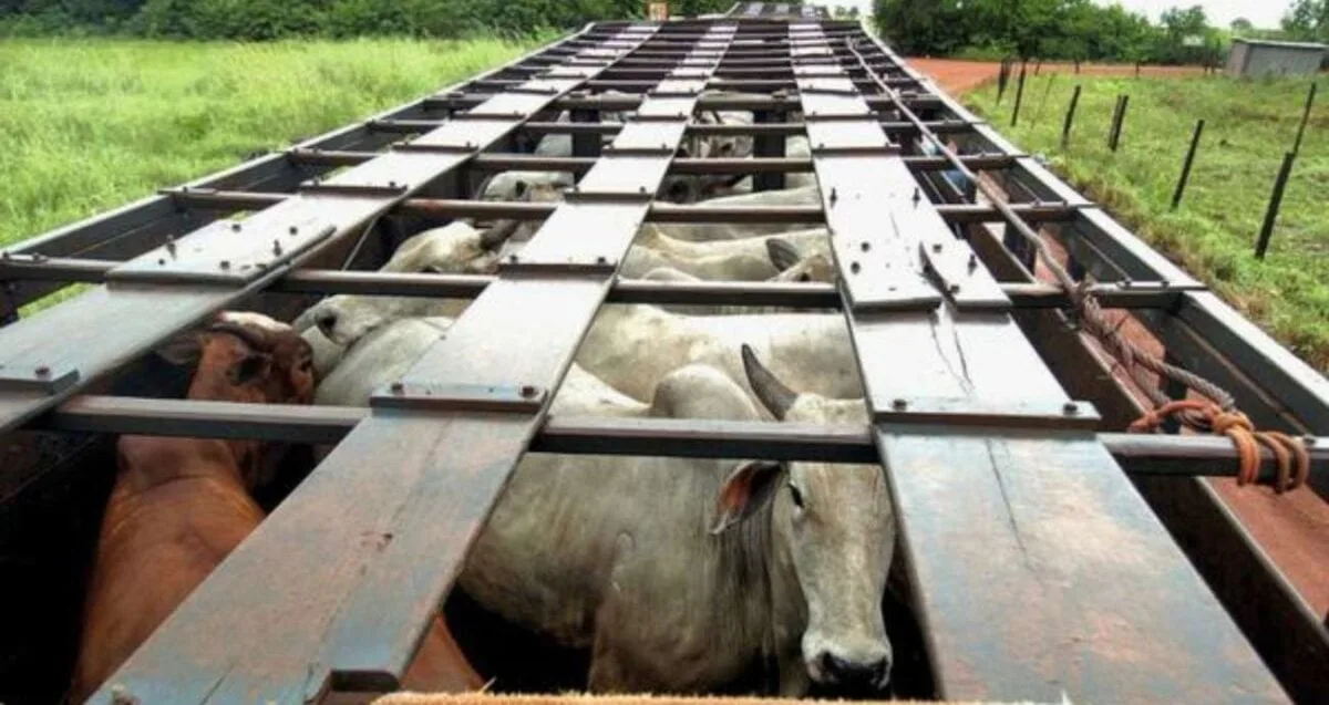 Quase 60% do gado que saiu do Acre em 2026 não foi tributado