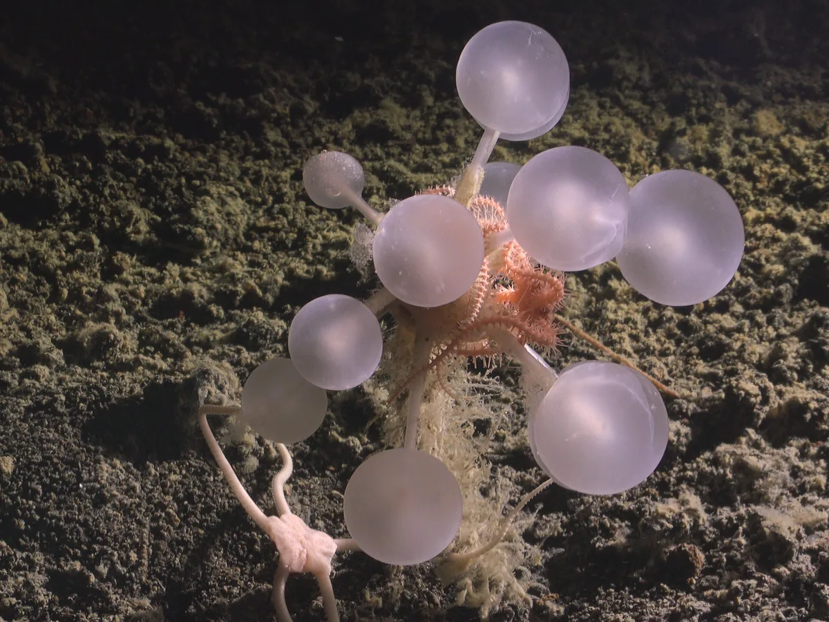 25 bizarre creatures from the bottom of the ocean that look like aliens