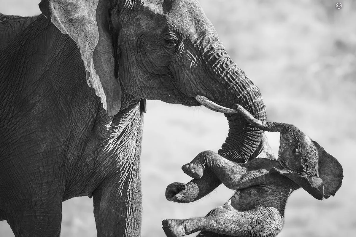 'Heartbreakingly poignant' shot of elephant with dead calf scoops Wildlife Photographer of the Year award