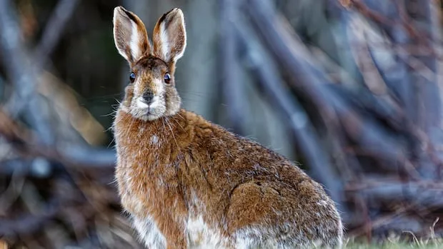 P.E.I. may have more snowshoe hares since Fiona, wildlife biologist says