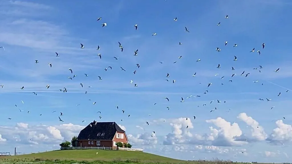En Allemagne, l'archipel des Halligen, sanctuaire pour les oiseaux, est menacé par la montée de la mer