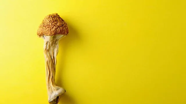 Microdosing: Und nun Askese light