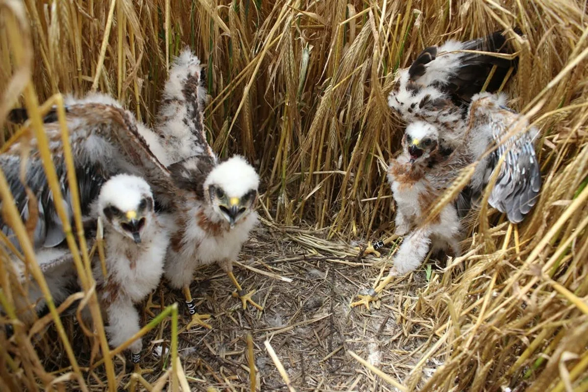 Britain’s rarest bird successfully rears six chicks in secret location