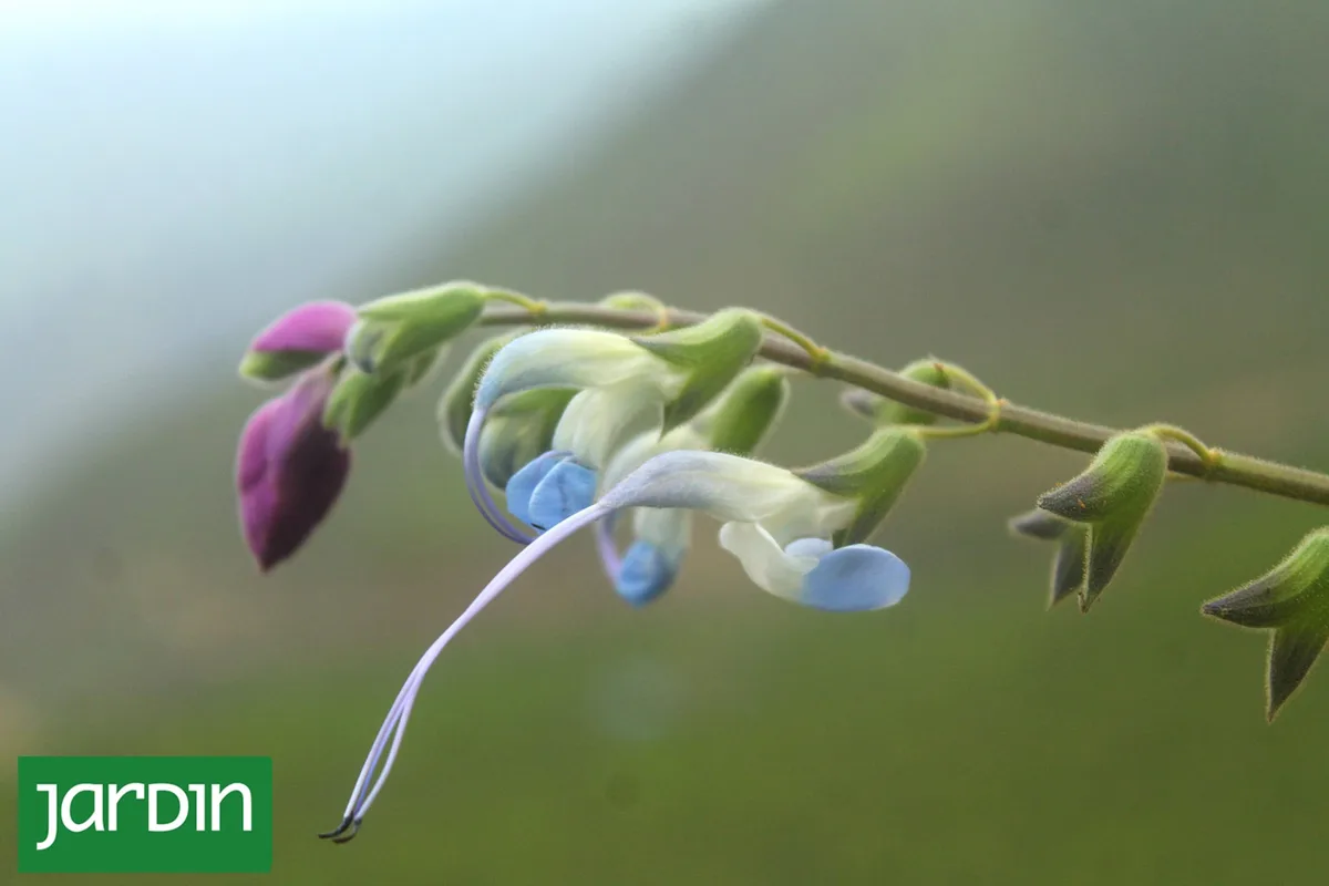 Salvia messii: cómo fue el descubrimiento de la nueva especie hallada en los Andes peruanos