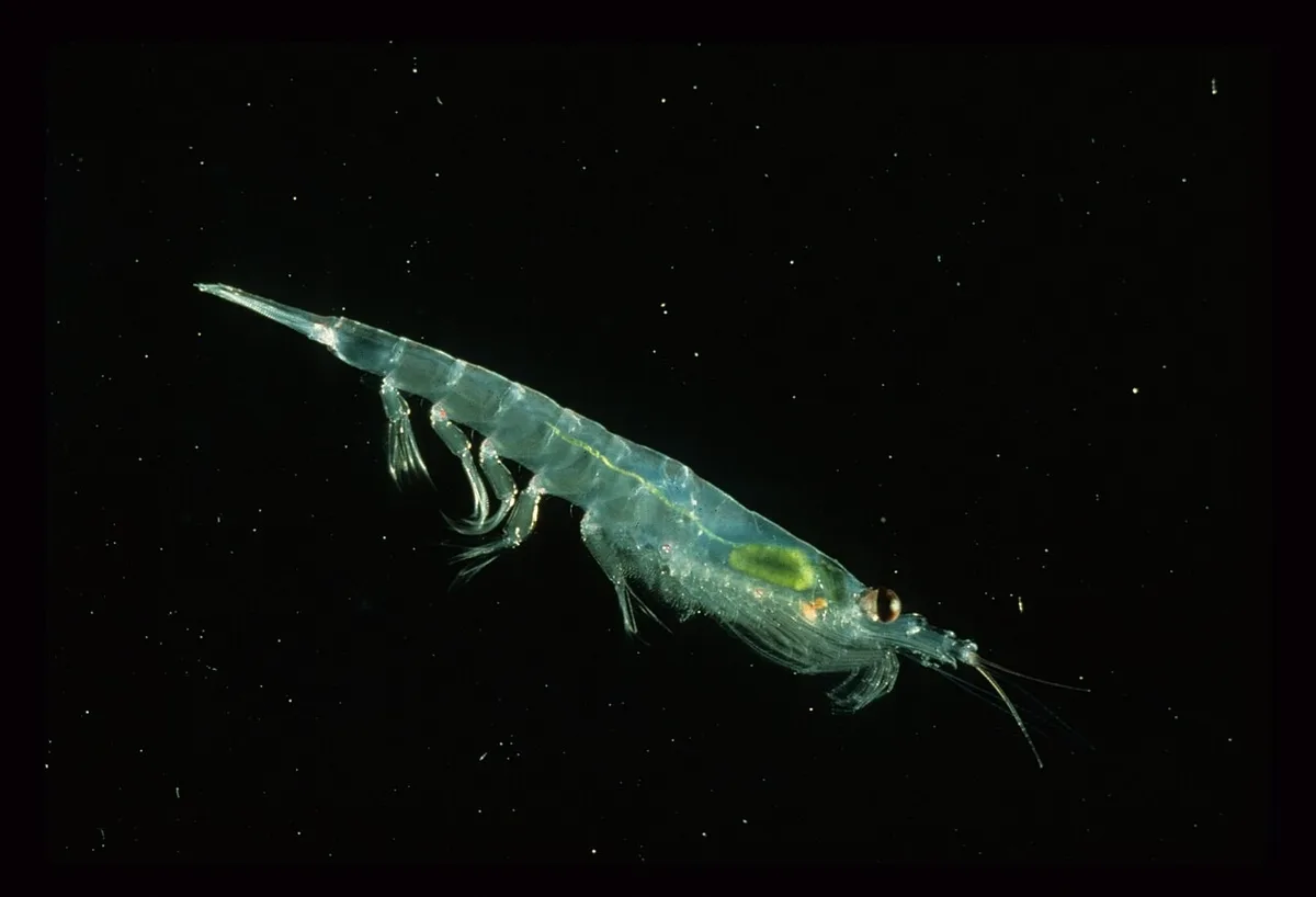 Óleo de krill: conheça o suplemento extraído desses pequenos crustáceos