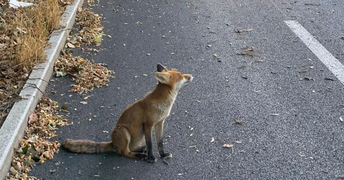 Métropole de Lyon. Ce petit renard a mordu, l'État veut l'abattre : « Il ne doit pas mourir » clame une association