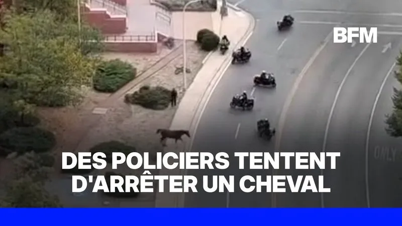 Aux États-Unis, de nombreux policiers tentent d'arrêter un cheval en fuite